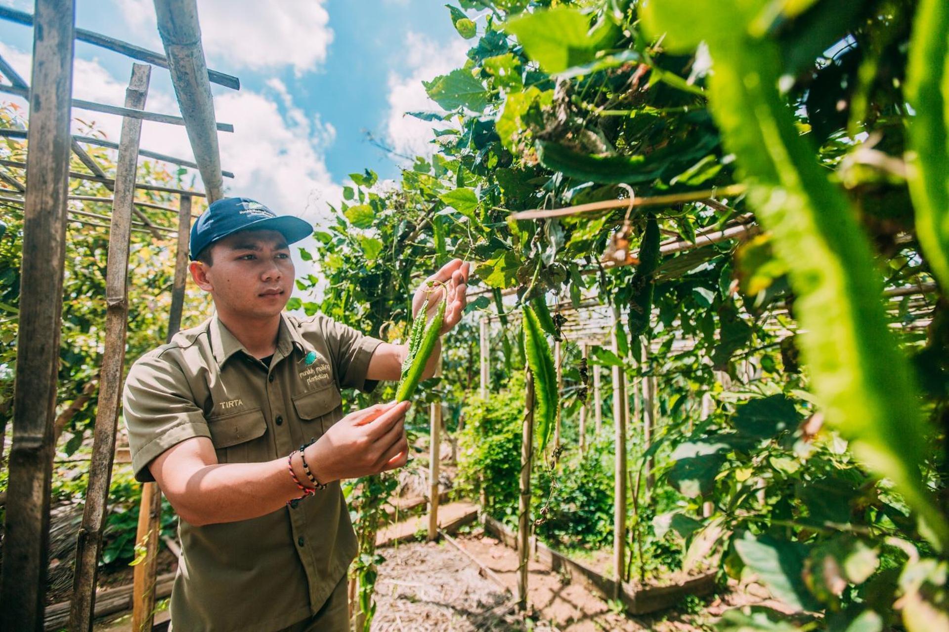 Munduk Moding Plantation Nature Resort Exterior foto A farmer in Vietnam