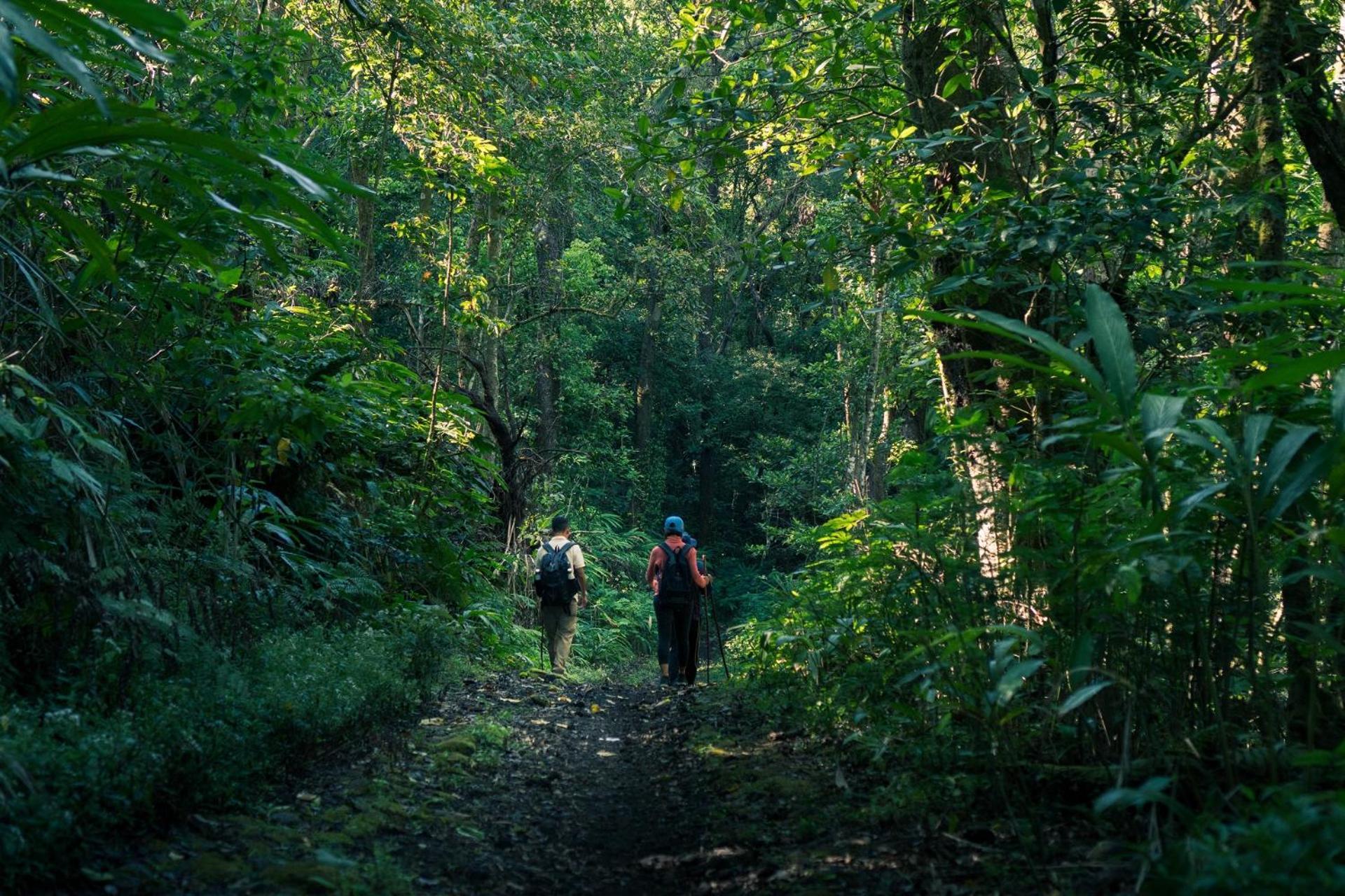 Munduk Moding Plantation Nature Resort Exterior foto Hiking in the rain forest